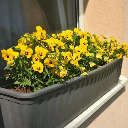 乡村民宿 Sobe Masa