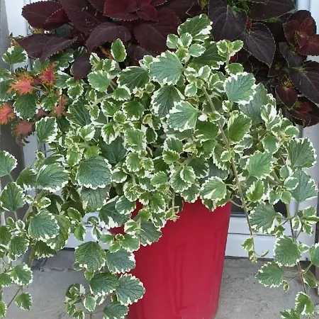 乡村民宿 Sobe Masa *