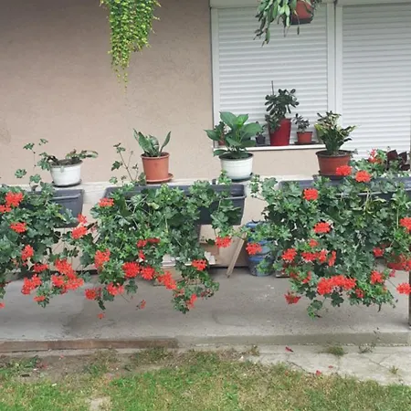 Sobe Masa 乡村民宿