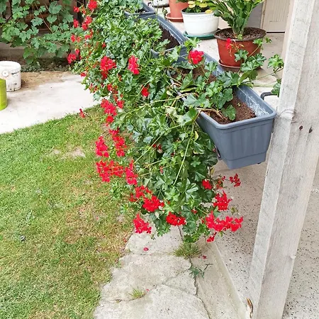 Sobe Masa 乡村民宿 *