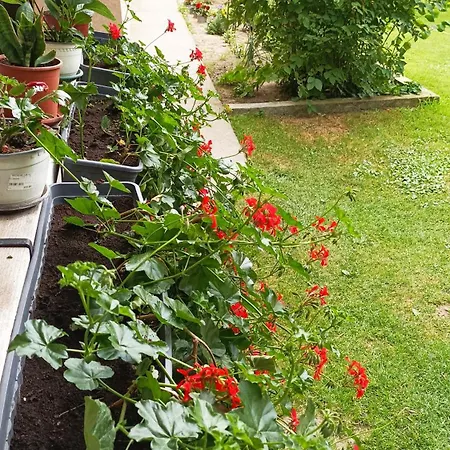 Sobe Masa Country house *