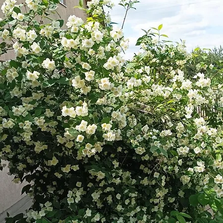 Sobe Masa Country house