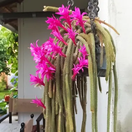 Sobe Masa 乡村民宿 *