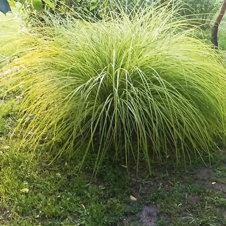 Sobe Masa 乡村民宿 苏博蒂察