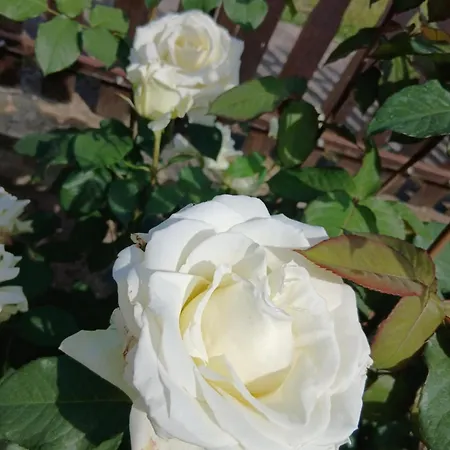 Sobe Masa בית כפרי סובוטיקה
