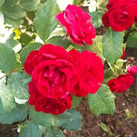 Sobe Masa בית כפרי סובוטיקה